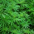 Zaplenjeno 750 kilograma marihuane na prelazu Vatin