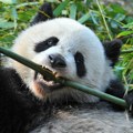 Kad pande polude: Oborile čuvarku u zoo-vrtu, kamera snimila dramatičan okršaj
