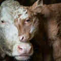 Građani napali policiju zbog odbegle krave: Oborili životinju i jako je povredili, pa usledio haos u Londonu