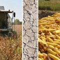 Žetva na vojvođanskim poljima teče, a rod ključne žitarice podbacio Suša negde obrala pola kukuruza