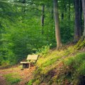 Veliko ulaganje u prirodu! Vojvodina deli milione za sadnju, zaštitu i obnovu od požara, evo ko može da aplicira