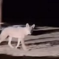 (Video) Vuk koji je ujeo devojčicu (5) iz Beograda tumara plažama u Grčkoj: Stanovnici i turisti preplašeni zbog životinje…