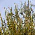 Предата петиција са више од 50.000 потписа грађана који траже да се реши ургентан проблем амброзије