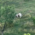 Uznemirujući prizor kod Novog Pazara! Čopor pasa usmrtio jagnje, meštani strahuju i za decu