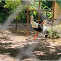 (Foto, video) Pionirski poduhvat srpskih stručnjaka: Četiri mlade rode dobile proteze umesto amputiranih nogu!