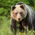 Slovačka: Medvedi odlučuju izbore