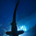Шок у Будви, уловљена ајкула од 200 кила: Дуга преко 3 метра, људи не верују својим очима! Погледајте невероватан призор…