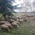 Pre 36 godina u Beogradu je sproveden jedinstven eksperiment - Mis ovca! Ovo su beogradske misice! Jedini smo velegrad na…