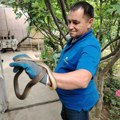 Zmije na sve strane u leskovačkom kraju – jedna ušla u automobil
