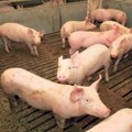 Ministarstvo: Do danas potvrđeno 1.363 slučaja afričke kuge svinja u Srbiji