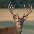 Sramno oglašavanje Zoo vrta u Boru: Tvrde da je sa životinjama sve u redu, a fotografije izgladnelog jelena uznemirile…