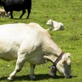 Švajcarska: Pojedinim novim stanovnicima alpskog sela smeta zvuk kravljih zvona