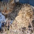 Divlja mačak iz Zoo Kutka, živ i zdrav, vraćen u svoje prirodno okruženje