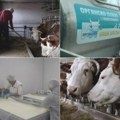 Zlatiborske lepotice jedine u Srbiju daju organsko mleko: Milan je dve godine čekao sertifikat, ali je računica više nego…