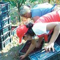 Rekordna otkupna cena višnje na jugu Srbije