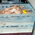 FOTO: Svesno i uprkos zabrani prodali 40 tona pilećeg mesa zaraženog salmonelom, ostatke bacili na deponiju