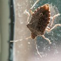 Znate li razliku između zelenih i smeđih smrdibuba? Nije isto ako vidite ova dva insekta u svom domu