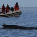 Skrenuo sa uobičajene rute: Grbavi kit se nasukao na sprud u Baltičkom moru kod lučkog grada Vismara