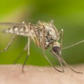 Tretman suzbijanja komaraca 29. juna
