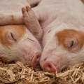 Razbuktava se epidemija svinjske kuge na teritoriji Čačka, ugroženo više od 30 sela