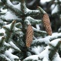 Na Kopaoniku izmereno 24 centimetara snega, klizavi kolovozi i sneg do 5 cm na više deonica puteva u Srbiji