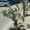Građani Vlasotinca samoinicijativno zasadili oleandre u glavnoj ulici (video)