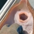 Au, da li je ovaj čovek normalan? Uzeo u ruke najotrovniju ribu na svetu, ono što joj je uradio ledi krv u žilama! (video)