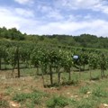 Kada će biti završena rekonstrukcija Kraljevske vinarije u Topoli