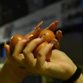 Studenti u blokadi objavili plan dejstva na društvenim mrežama za večeras