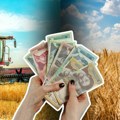 Ratarima trebaju beskamatni krediti zbog jeftine pšenice; u Zadružnom savezu Vojvodine smatraju da kilogram treba da košta 27…