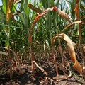 Agroekonomista: Suša preti izvozu poljoprivrednih proizvoda