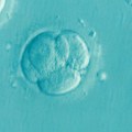 Naučnici uspeli da sintetišu ljudski embrion – dobra ili loša vest