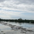 VIDEO Reka Sava kod Sremske Mitrovice mutna i puna otpada od granja i plastike