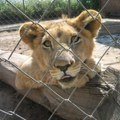 Mladunče lava pronađeno u Subotici u teškom stanju