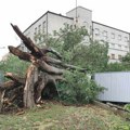Skupština Grada: Stradali koprivić više nije zaštićen spomenik prirode