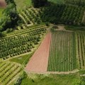 Iliji kupci dolaze na prag: Samo su njemu su gajbice pune ovog skupog voća