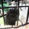 Upoznajte Berta, foku iz Beogradskog zoo vrta, koja "razmišlja stomakom" (VIDEO)