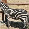 Uhvaćena odbegla zebra iz Beogradskog Zoo vrta! Otkrivamo kako je pobegla i gde su je uhvatili