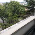 Ljudi masovno postavljaju ovo na terase i oduševljeni su rezultatima: "Razlika se vidi odmah, neverovatno!"