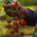Salmonela u porastu u Hrvatskoj, sporan i čeri paradajz iz Italije
