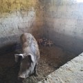 (FOTO) Ovo je svinja koja je napala Snežanu i teško je povredila