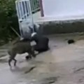 Divlja zver skočila na čoveka Oborila ga na beton pa mu pocepala odeću, borio se da izvuče živu glavu! (video)