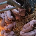 Чудо у Лаћарку, ветеринари у шоку, мештани не верују шта чују! Ово на слици што видите није све