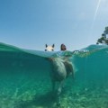 (FOTO) Jahanje konja u moru - turistička atrakcija na Braču