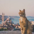 У сусрет Међународном дану мачака: Упознајте истанбулске мачке