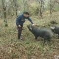 Meni bolja „firma“ od sela ne treba: Ovo je mladi Vučić koji ne beži od teških poslova – uzgaja svinje moravke i bere maline…