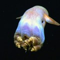 Često je nazivaju najslađom na svetu: Upoznajte dambo hobotnicu (VIDEO)
