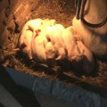 Svinjarstvo u Srbiji se suočava sa velikim izazovima: Kako očuvati proizvodnju i koje konkretno mere treba preduzeti
