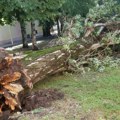 Veliko nevreme u Pirotu: Jak vetar polomio ogromno stoletno stablo u centru grada