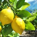 Kako da uzgajate limun uz pomoć krastavca? Svet je poludeo za ovim trikom - potpuno je neverovatan